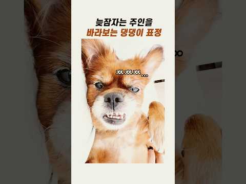 늦잠자는 주인을 보는 댕댕이 표정 #귀여운강아지 #강아지표정 #댕댕이