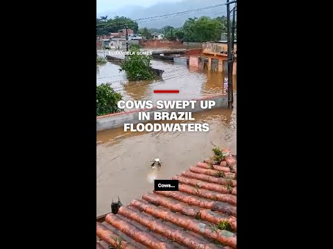Cows swept up in floodwaters in Brazil