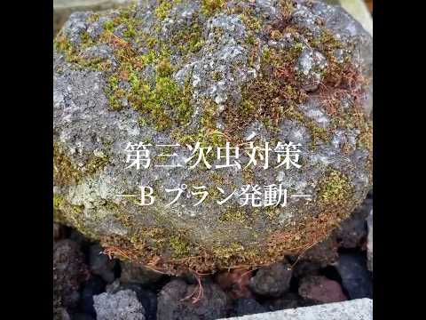 Bプラン発動　苔むす石の虫対策