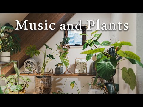 【Playlist】植物のある暮らしと音楽|Living with Plants and Music|作業用BGM
