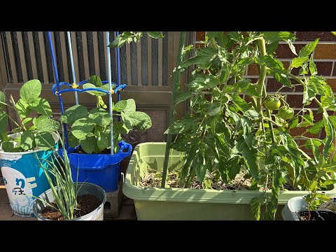 プランター栽培の意外な落とし穴！夏野菜が枯れる原因はここにあり！初心者でも簡単に夏野菜を育てるやり方　25/6/19