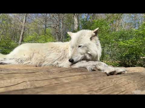 Gray Wolf Nikai Relaxing | Spring