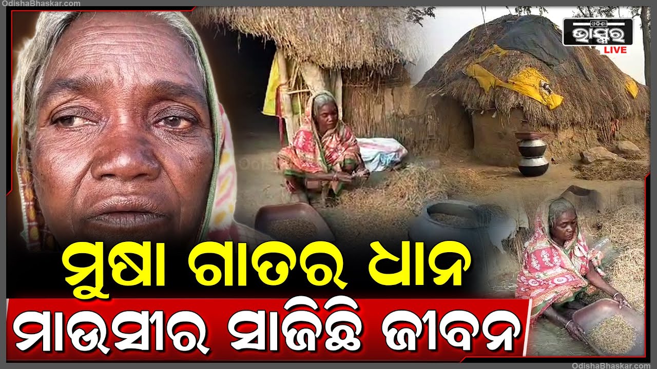 ମାଉସୀକୁ ମିଳୁନି ଭାତ- ଭତ୍ତା କି ଛାତ, ମୂଷା ଗାତରୁ ଧାନ କାଢି ପେଟ ପୋଷୁଛି ମାଉସୀ...