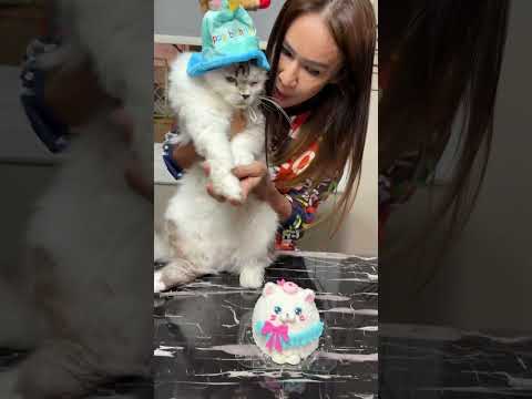 HBD นะคับลูก #cat #cutecat #cute #funnycats #pets #แมว #kitten #แมวถังแก๊ส #funny #meow