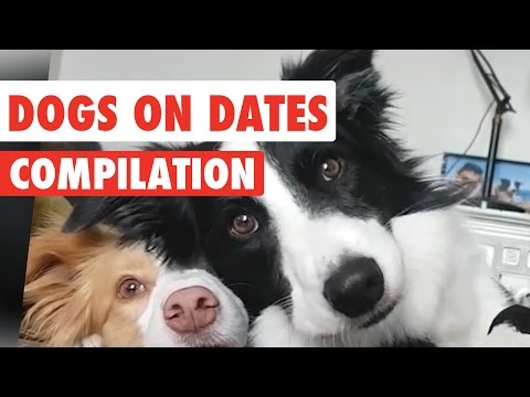 Dogs On Dates Video Compilation 2017 - UCPIvT-zcQl2H0vabdXJGcpg
