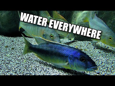 AFRICAN CICHLIDS THROWING WATER 5 FEET OUT OF THE  African cichlids are definitely not the fish for aquarists who like extremely calm and slow moving t