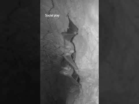 Massive tropical bat is surprisingly family oriented, rare videos show