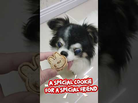 Dog Biscuits with Elon #petsmile#doctorpatty&elon#petsoul#doctorchopetch