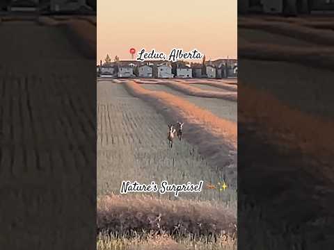 2 Deer Racing Through the Farm! 🌾🐾 | M&M Adventures #shorts #wildlife #wildlifecanada