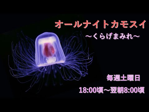 加茂水族館で見られるベニクラゲの魅力と特徴紹介 サムネイル