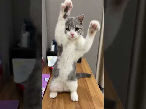 Performance 💞💞 #shorts #shortsfeed #trendingshorts #performance