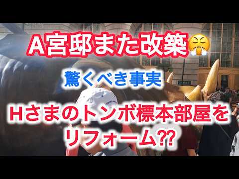 A宮邸、また改築‼　今度はHさまのトンボ標本部屋をリフォーム？？？