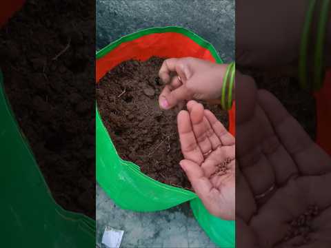 मूली के बीज उगाने डाले 🌱#garden #terracegarden #gardenplants #ytshorts