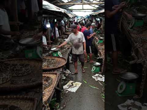 Crowded Exotic Snake Market – Live Pythons on Display #SnakeMarket #ExoticMarket #AsianMarket