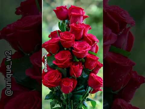 beutiful natural flowers🌸🌺#beatifulnature #trending #flowers #beautifulflowers #viralvideo #ytshts