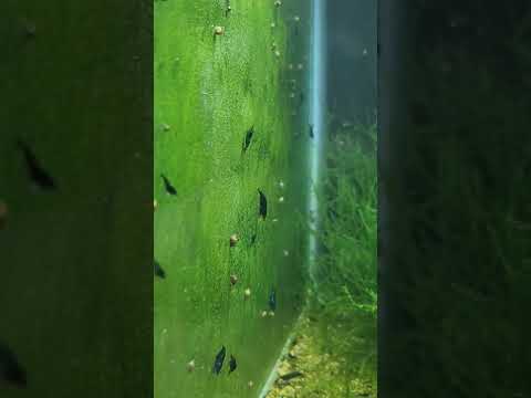 Dark Green Jade Shrimp Baby Explosion 