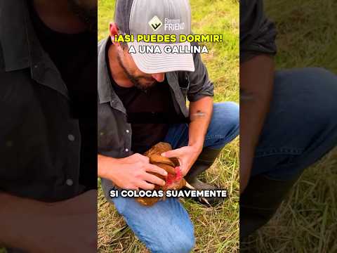 ¿Es cierto que puedes “hipnotizar” una gallina con solo mover su cabeza? 🐔😲 #curiosidades #animal