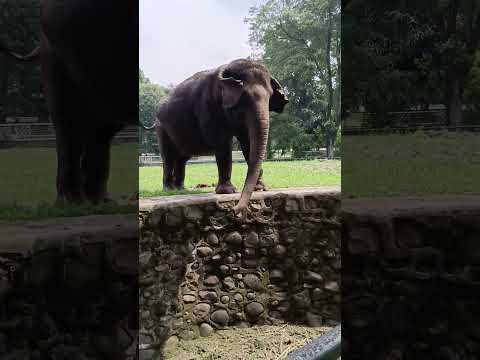 elephant at zoo#animals #elephant #zooanimals #zoo