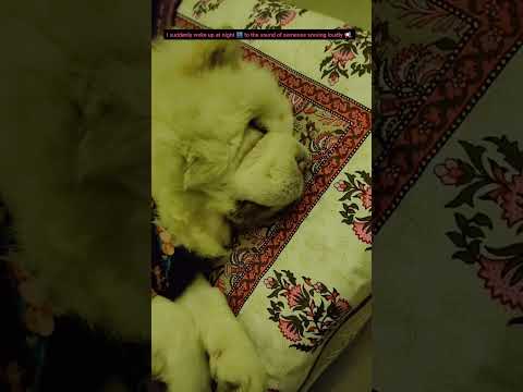 dra diya kittu...🐶🥲