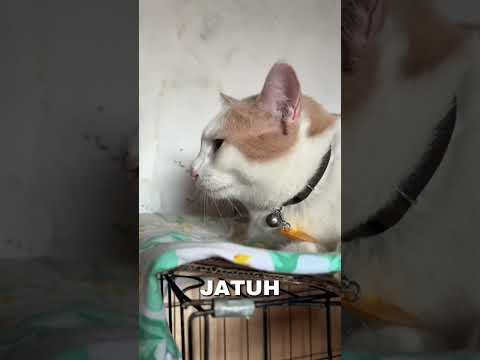 terharu kucing ini di larang keluar rumah sampe menangis !#shortfeed #short#feed#shorts#kucing