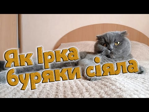 Як Ірка буряки сіяла
