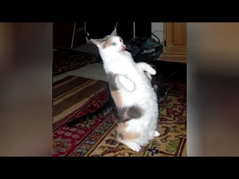 BEST of HILARIOUS ANIMALS - Watch and DIE FROM LAUGHING TOO HARD! - UCKy3MG7_If9KlVuvw3rPMfw