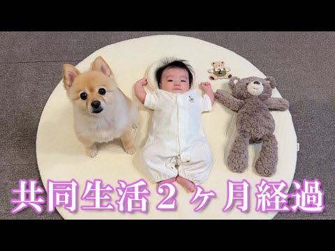 赤ちゃんと2ヶ月間一緒に生活したポメラニアンがこうなりました