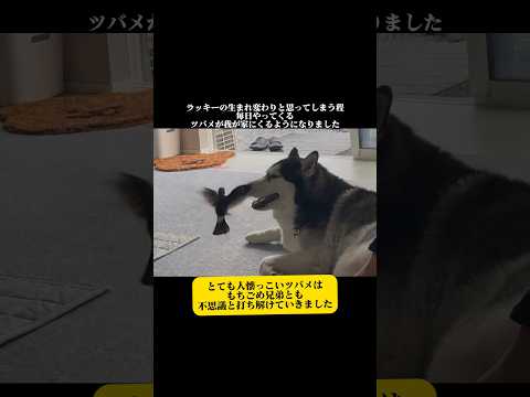 【生まれ変わり】形を変えて帰ってきたスズメのラッキー #シベリアンハスキー #柴犬 #スズメ#燕