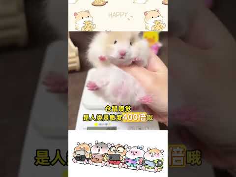 What is the world like in the eyes of a hamster#Golden Thread Bear#Daily sharing of rat ke