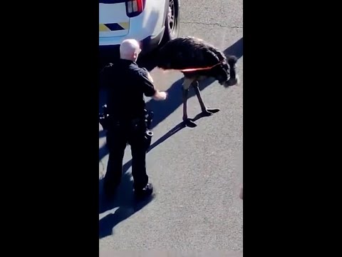 Officers catch escaped emu in New York