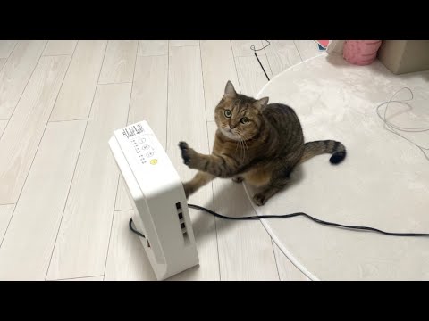 毎度ヒーターを消された猫の反応が流石に笑う