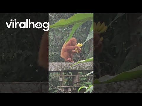 Young Orangutan's Banana Bonanza || ViralHog