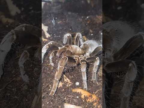 Giant Tarantula Digging  - H. gigas Update
