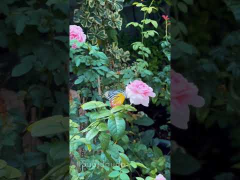 Có hoa, có bướm, có gió và có bình yên.. #sudidaudo #flowers