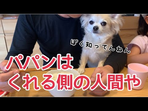 チワワの銀さんの最新動画 Youtubeランキング