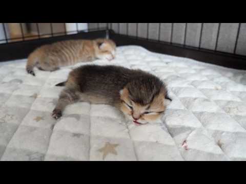 Cute kitten meowing desperately, searching for its mother cat...
