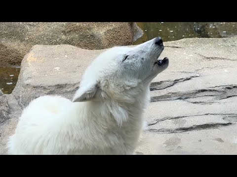 ホッキョクオオカミの遠吠え‼️ 那須どうぶつ王国　2025年7月12日 サムネイル