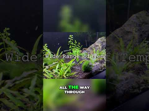 Top Nano Tank Plant_ Bacopa Temperature Versatile  #aquarium #aquascape #fishkeeping #fishtankcare #fishtank #fishkeepinghobby #fishkeeping #aquariumfi