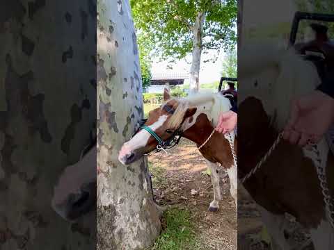 東武動物公園のポニー、ルナちゃんのかわいいかゆみシーン サムネイル