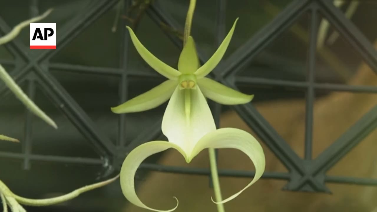 Rare Florida Ghost Orchid flowers in UK first