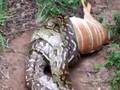 Python eating Nyala