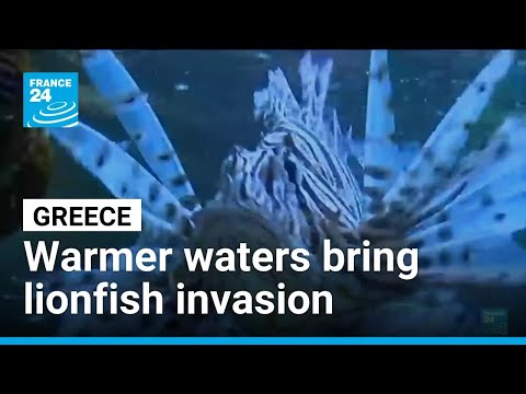 Greece’s gastronomic solution to invasive lionfish problem • FRANCE 24 English