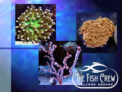 The Fish Crew Video The Fish Crews 2014 promotional video for the Marine Aquarium Conference of North America (MACNA)