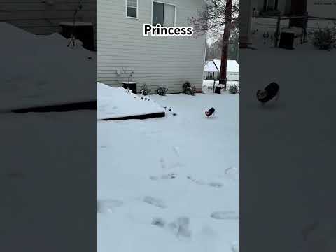 Dog #dog #pets #family