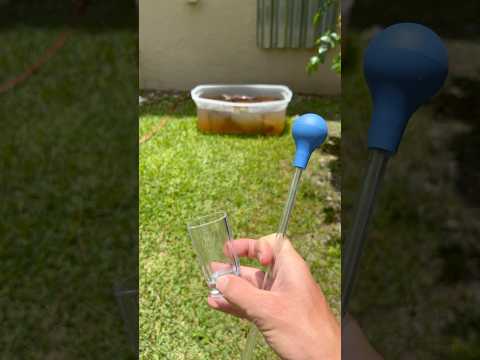 Live mosquito larvae feeding #aquascape #aquarium  