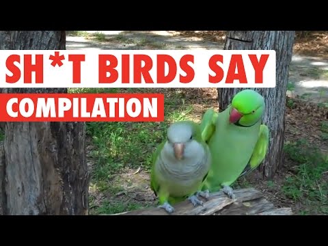 Sh*t Birds Say Video Compilation 2016 - UCPIvT-zcQl2H0vabdXJGcpg