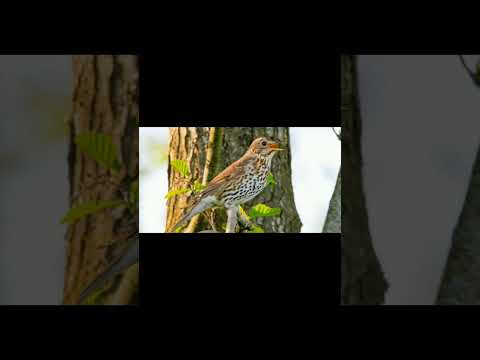 أفضل صوت سمن ليلي مجرب song thruth sound رابط الفيديو كامل بأول تعليق