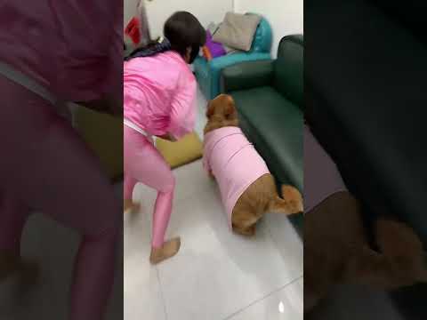有你真好，我是幸福的好女人 #funny #pets #goldenretriever