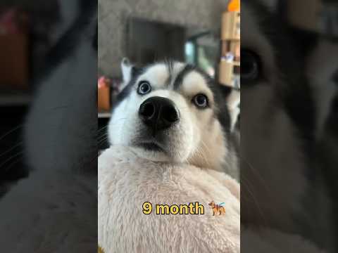 one month 🐣 to 9 month Siberian husky transformation #feed #tranding #lovesong #dog #cute