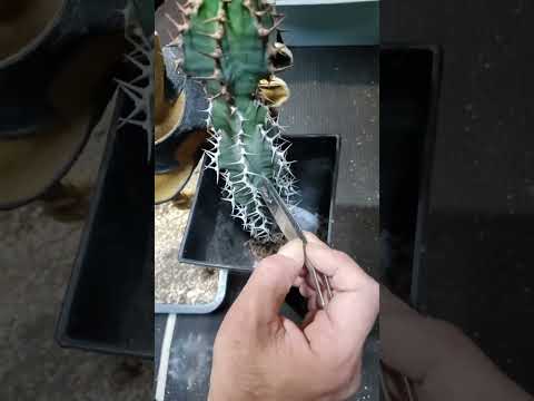 ヤバい植物、どうやって植え替えしているか？